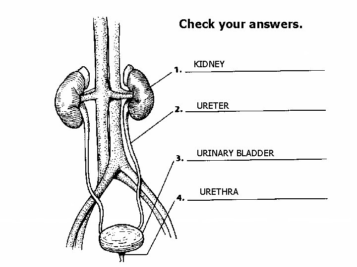 Check your answers. KIDNEY URETER URINARY BLADDER URETHRA Check your answers. KIDNEY URETER URINARY BLADDER URETHRA