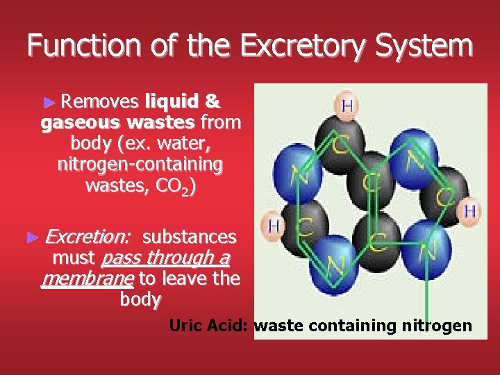 Function of the Excretory System ► Removes liquid & gaseous wastes from body (ex. Function of the Excretory System ► Removes liquid & gaseous wastes from body (ex.