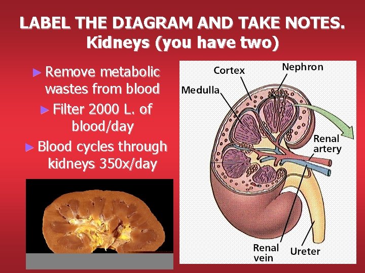 LABEL THE DIAGRAM AND TAKE NOTES. Kidneys (you have two) ► Remove metabolic wastes LABEL THE DIAGRAM AND TAKE NOTES. Kidneys (you have two) ► Remove metabolic wastes
