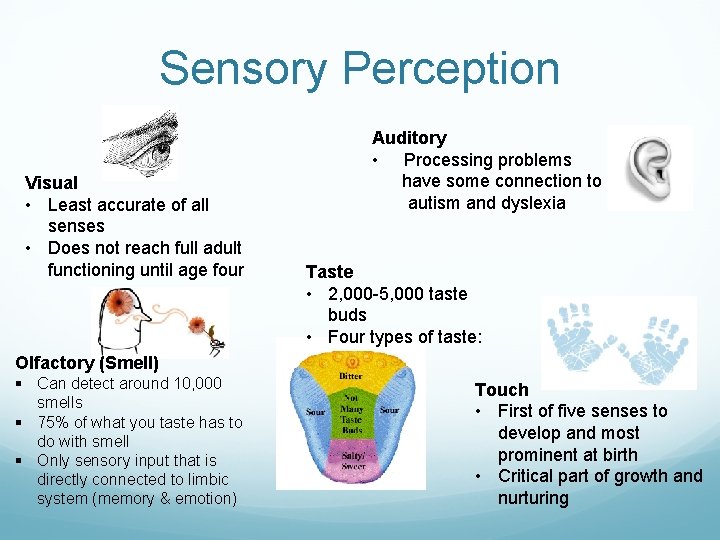 Sensory Perception Visual • Least accurate of all senses • Does not reach full