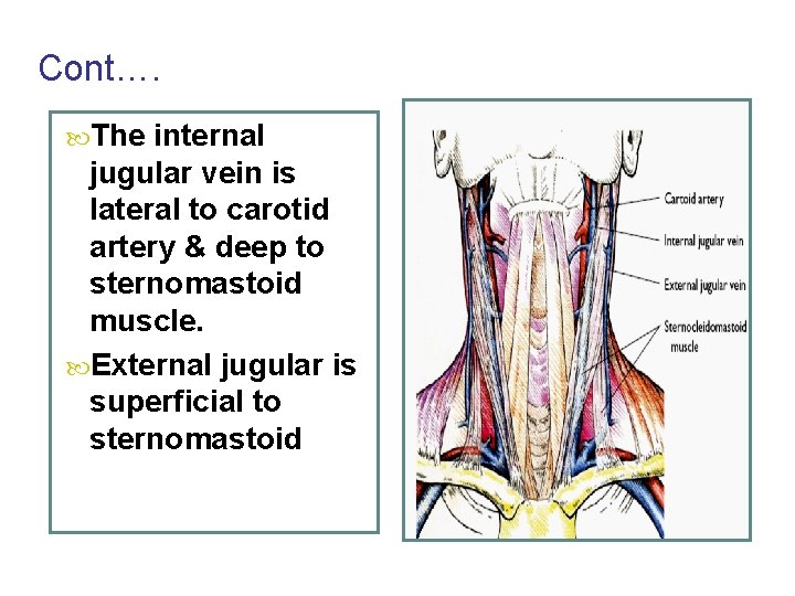 Cont…. The internal jugular vein is lateral to carotid artery & deep to sternomastoid