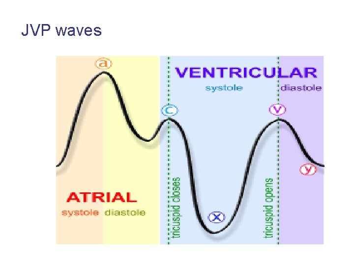 JVP waves 