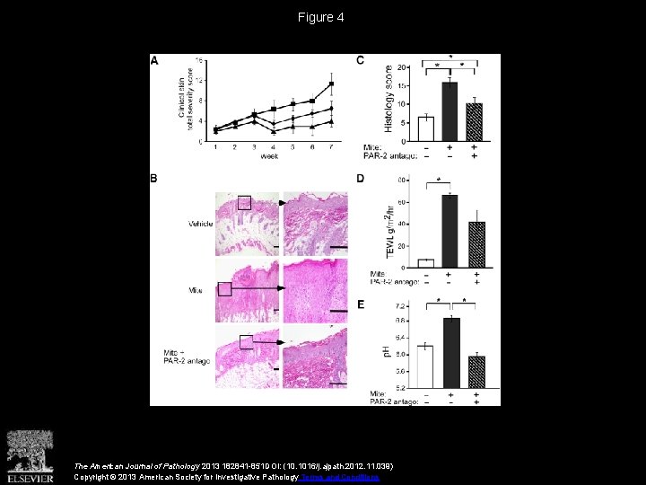 Figure 4 The American Journal of Pathology 2013 182841 -851 DOI: (10. 1016/j. ajpath.