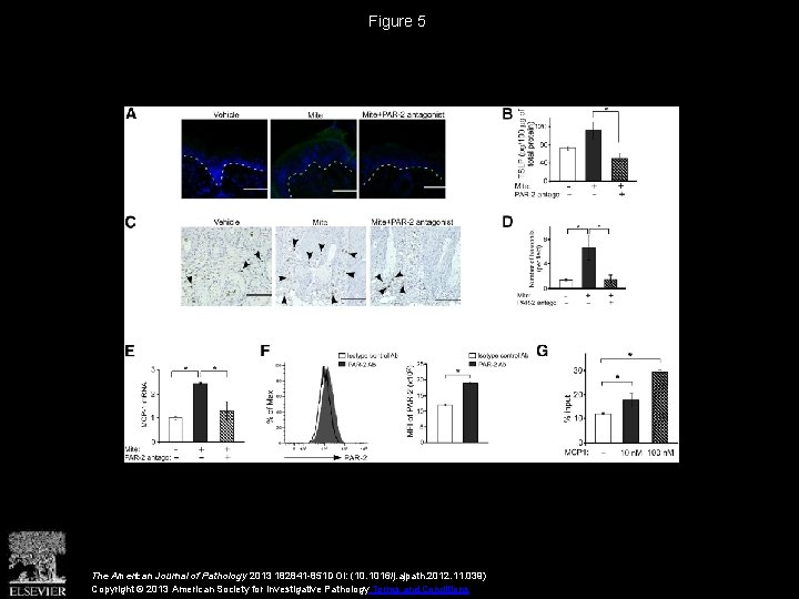 Figure 5 The American Journal of Pathology 2013 182841 -851 DOI: (10. 1016/j. ajpath.