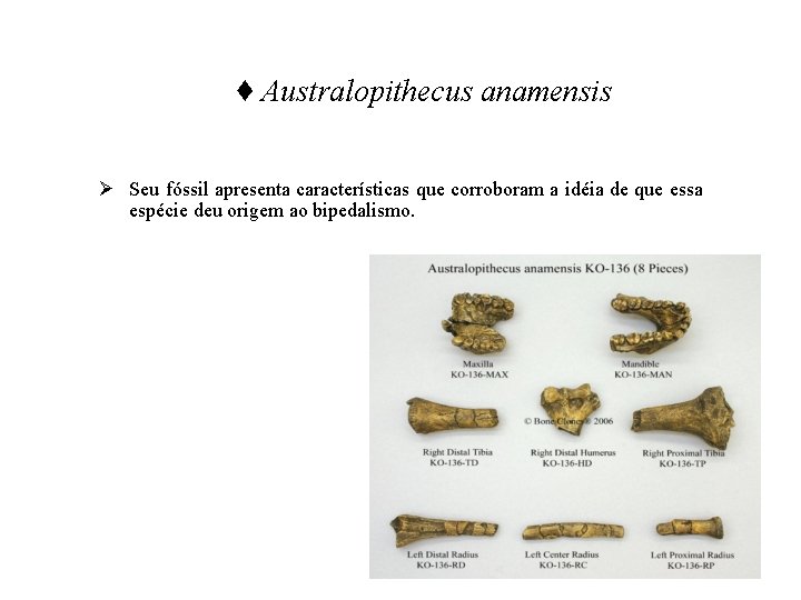 ♦ Australopithecus anamensis Ø Seu fóssil apresenta características que corroboram a idéia de que