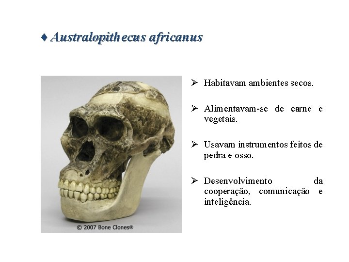 ♦ Australopithecus africanus Ø Habitavam ambientes secos. Ø Alimentavam-se de carne e vegetais. Ø