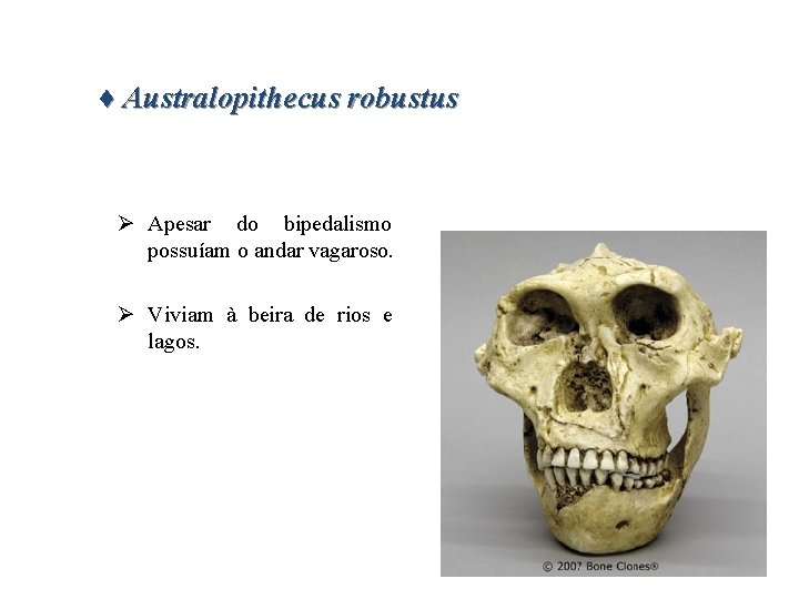 ♦ Australopithecus robustus Ø Apesar do bipedalismo possuíam o andar vagaroso. Ø Viviam à