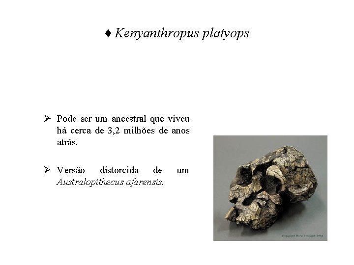 ♦ Kenyanthropus platyops Ø Pode ser um ancestral que viveu há cerca de 3,