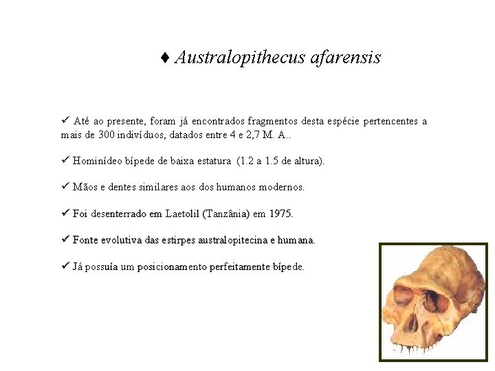 ♦ Australopithecus afarensis ü Até ao presente, foram já encontrados fragmentos desta espécie pertencentes