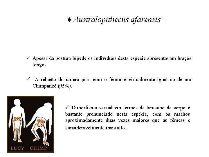 ♦ Australopithecus afarensis ü Apesar da postura bípede os indivíduos desta espécie apresentavam braços