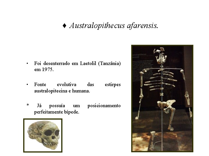 ♦ Australopithecus afarensis. • Foi desenterrado em Laetolil (Tanzânia) em 1975. • Fonte evolutiva