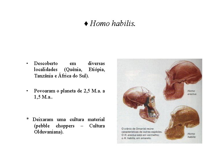 ♦ Homo habilis. • Descoberto em diversas localidades (Quênia, Etiópia, Tanzânia e África do