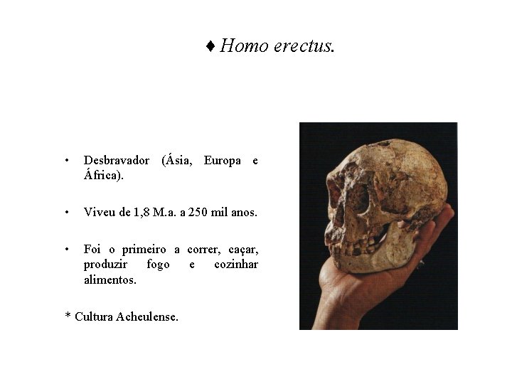 ♦ Homo erectus. • Desbravador (Ásia, Europa e África). • Viveu de 1, 8