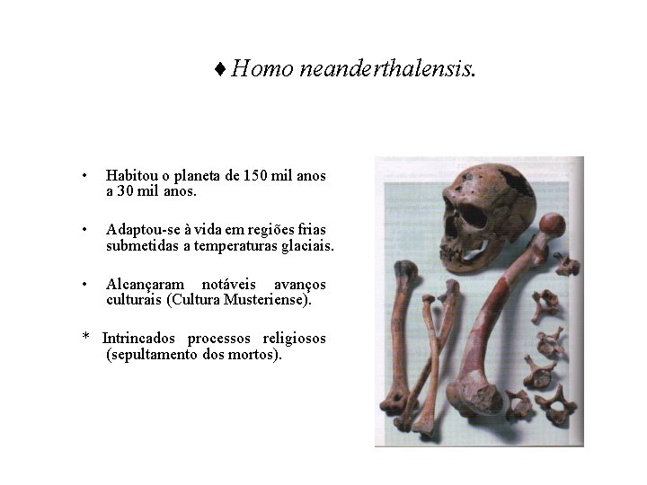 ♦ Homo neanderthalensis. • Habitou o planeta de 150 mil anos a 30 mil