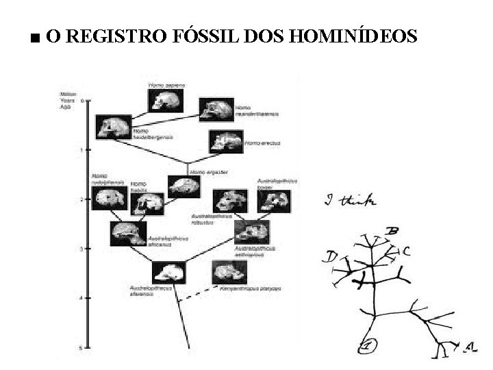 ■ O REGISTRO FÓSSIL DOS HOMINÍDEOS 