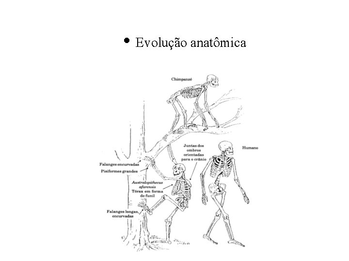  • Evolução anatômica 