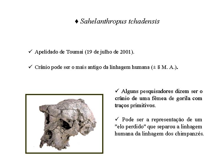 ♦ Sahelanthropus tchadensis ü Apelidado de Toumai (19 de julho de 2001). ü Crânio