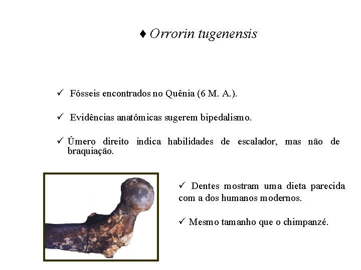 ♦ Orrorin tugenensis ü Fósseis encontrados no Quênia (6 M. A. ). ü Evidências