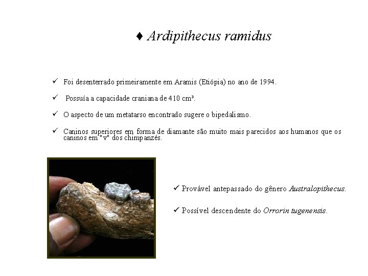 ♦ Ardipithecus ramidus ü Foi desenterrado primeiramente em Aramis (Etiópia) no ano de 1994.