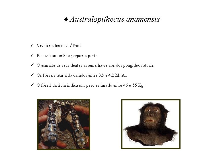 ♦ Australopithecus anamensis ü Viveu no leste da África. ü Possuía um crânio pequeno