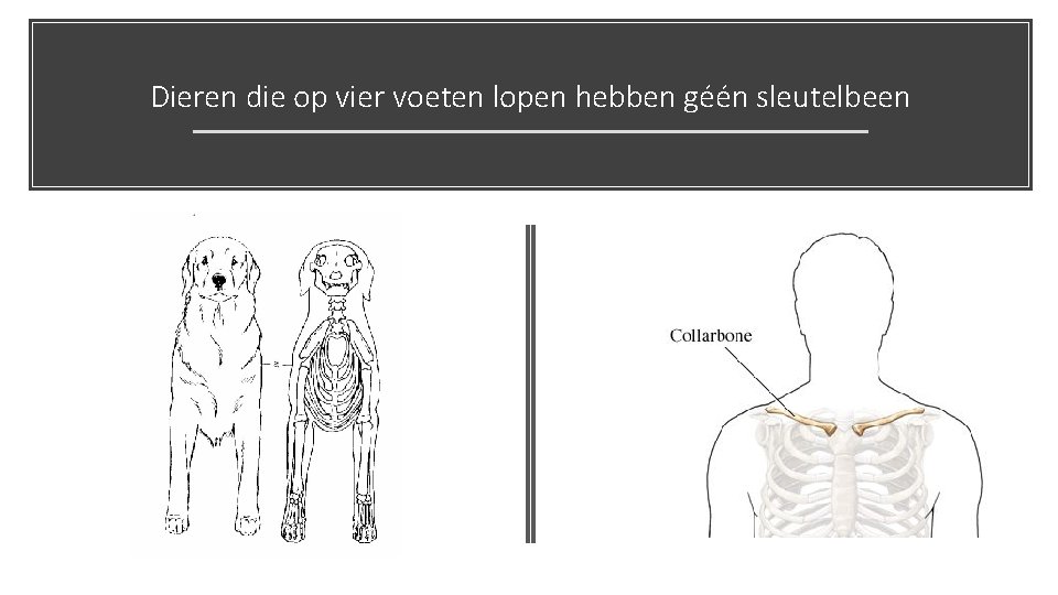 Dieren die op vier voeten lopen hebben géén sleutelbeen 