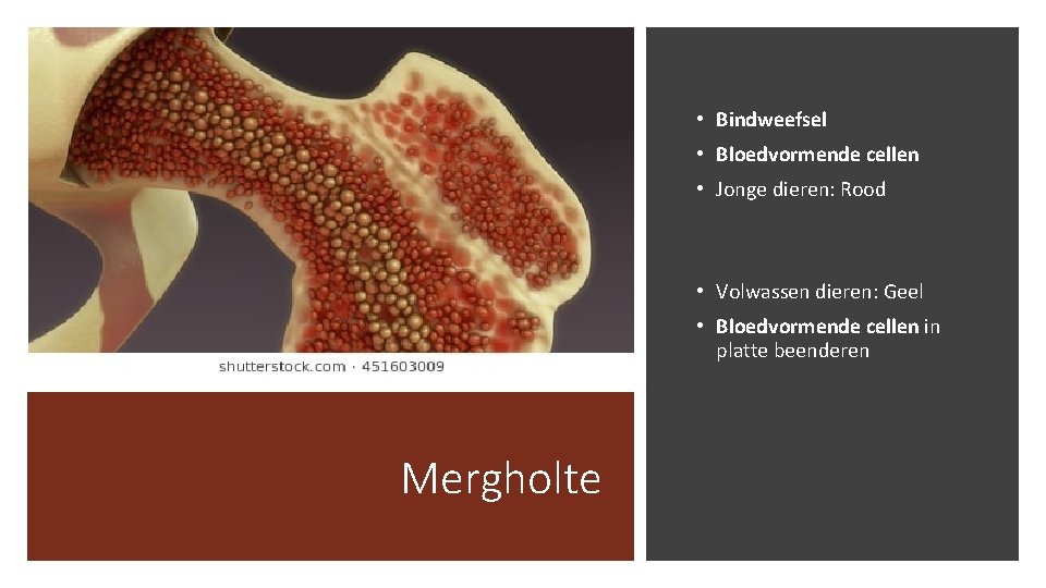  • Bindweefsel • Bloedvormende cellen • Jonge dieren: Rood • Volwassen dieren: Geel