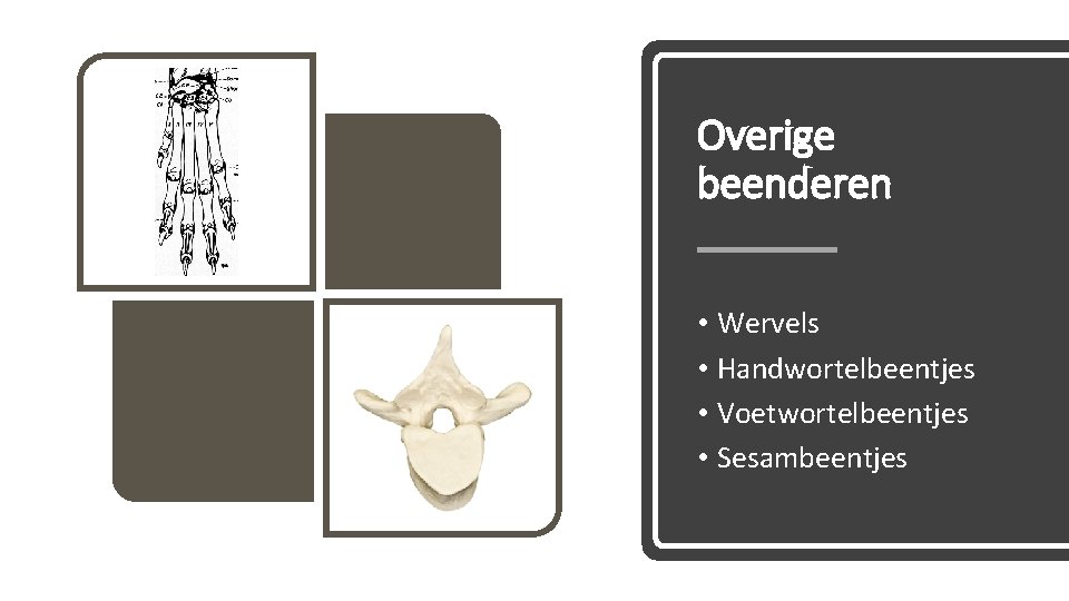 Overige beenderen • Wervels • Handwortelbeentjes • Voetwortelbeentjes • Sesambeentjes 