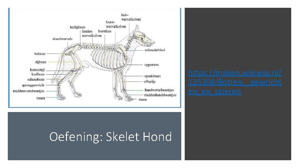 https: //maken. wikiwijs. nl/ 135308/Botten__gewricht en_en_spieren Oefening: Skelet Hond 