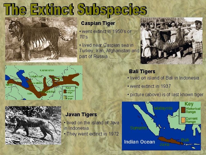 Caspian Tiger • went extinct in 1950’s or 70’s • lived near Caspian sea