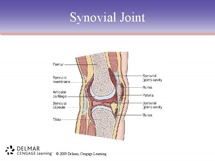 Synovial Joint © 2009 Delmar, Cengage Learning 