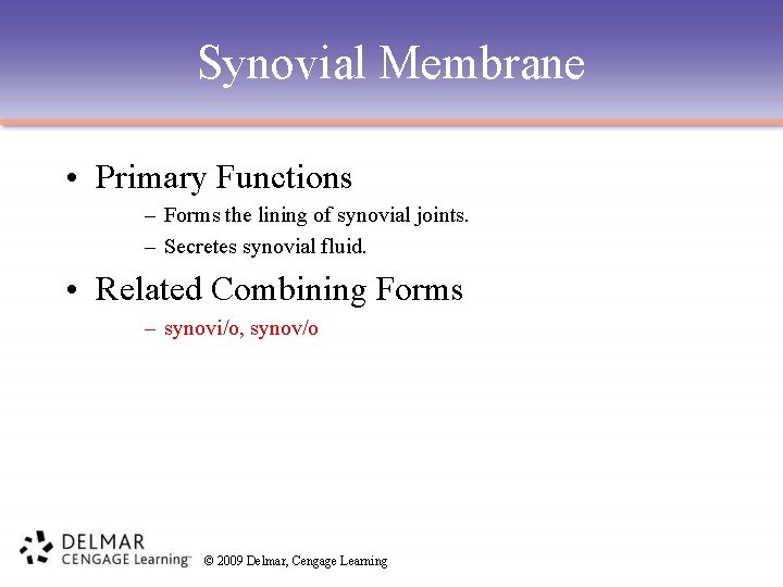 Synovial Membrane • Primary Functions – Forms the lining of synovial joints. – Secretes