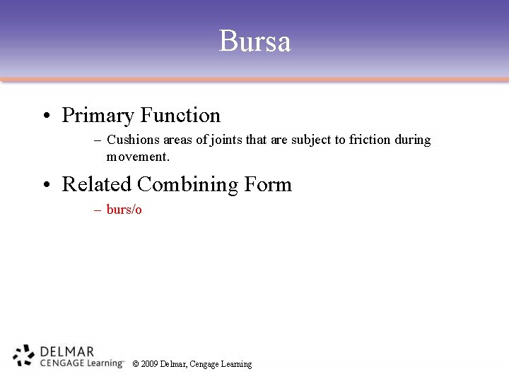 Bursa • Primary Function – Cushions areas of joints that are subject to friction