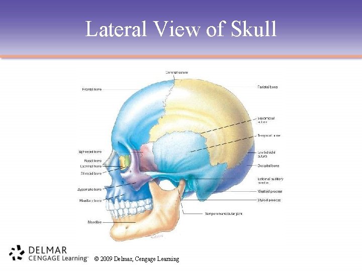Lateral View of Skull © 2009 Delmar, Cengage Learning 