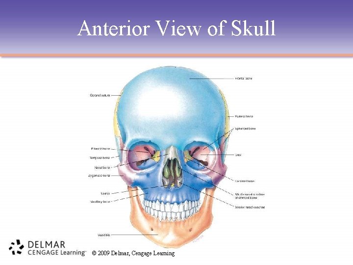 Anterior View of Skull © 2009 Delmar, Cengage Learning 