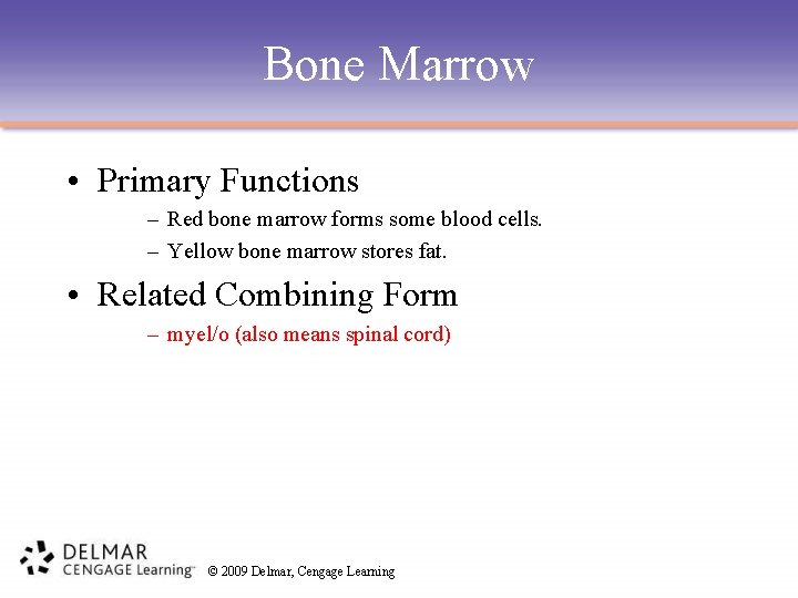 Bone Marrow • Primary Functions – Red bone marrow forms some blood cells. –
