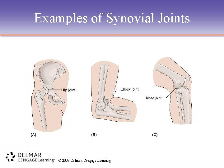 Examples of Synovial Joints © 2009 Delmar, Cengage Learning 
