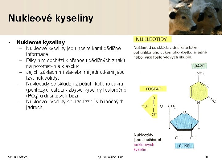 Nukleové kyseliny • Nukleové kyseliny – Nukleové kyseliny jsou nositelkami dědičné informace. – Díky