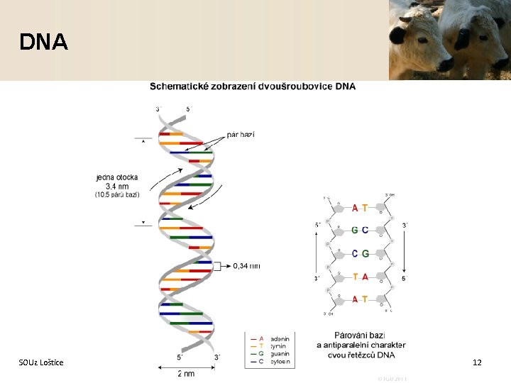 DNA SOUz Loštice Ing. Miroslav Huk 12 