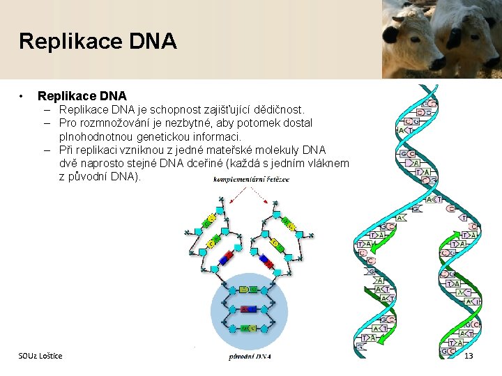 Replikace DNA • Replikace DNA – Replikace DNA je schopnost zajišťující dědičnost. – Pro