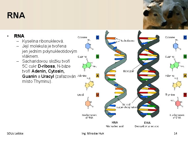 RNA • RNA – Kyselina ribonukleová. – Její molekula je tvořena jen jedním polynukleotidovým
