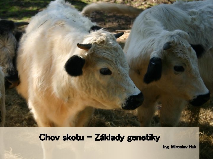 Chov skotu – Základy genetiky Ing. Miroslav Huk 