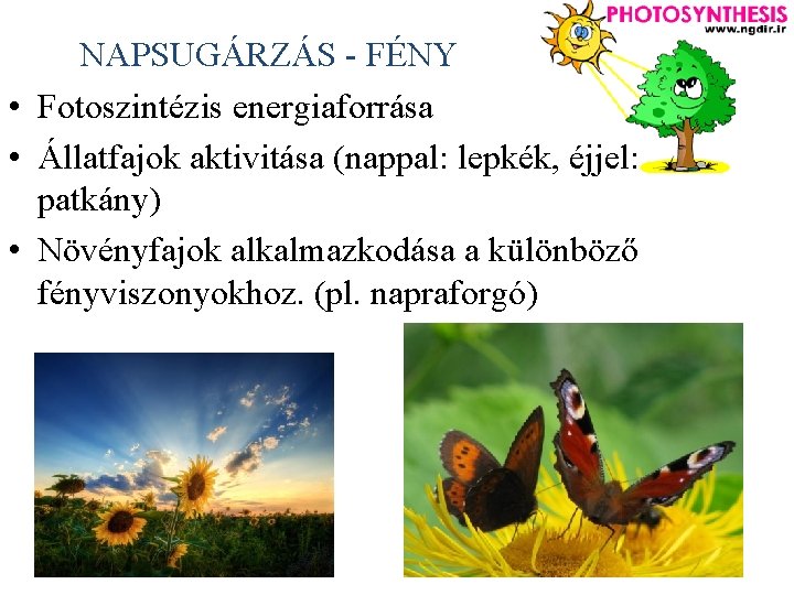 NAPSUGÁRZÁS - FÉNY • Fotoszintézis energiaforrása • Állatfajok aktivitása (nappal: lepkék, éjjel: patkány) •