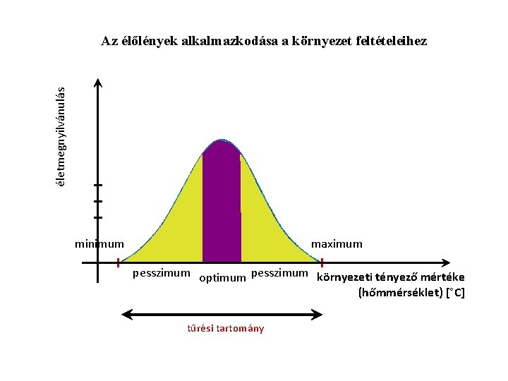 életmegnyilvánulás Az élőlények alkalmazkodása a környezet feltételeihez minimum maximum pesszimum optimum pesszimum környezeti tényező