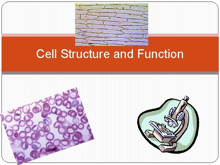 Cell Structure and Function 