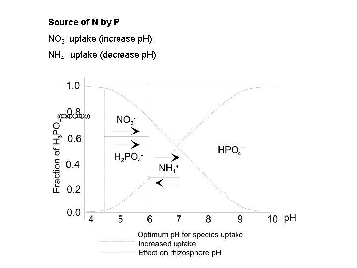 Source of N by P NO 3 - uptake (increase p. H) NH 4+