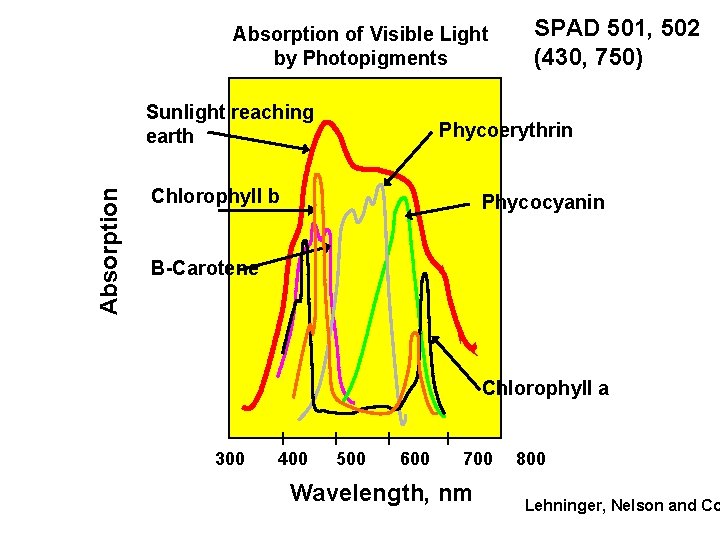 Absorption of Visible Light by Photopigments Absorption Sunlight reaching earth SPAD 501, 502 (430,
