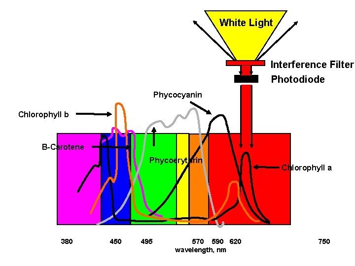 White Light Interference Filter Photodiode Phycocyanin Chlorophyll b B-Carotene Phycoerythrin 380 450 495 570