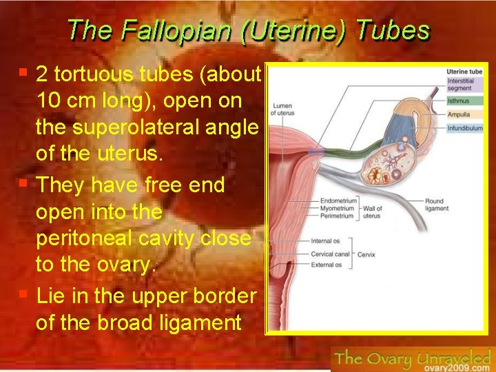 The Fallopian (Uterine) Tubes 2 tortuous tubes (about 10 cm long), open on the