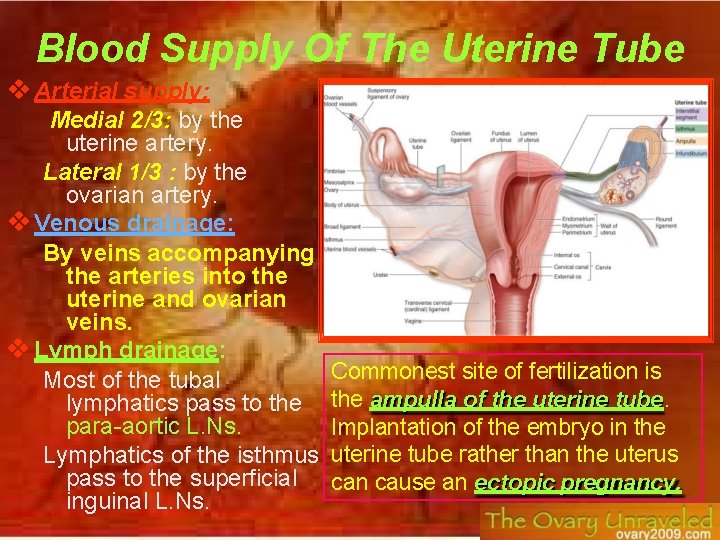 Blood Supply Of The Uterine Tube Arterial supply: Medial 2/3: by the uterine artery.