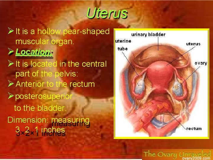 Uterus It is a hollow pear-shaped muscular organ. Location: It is located in the